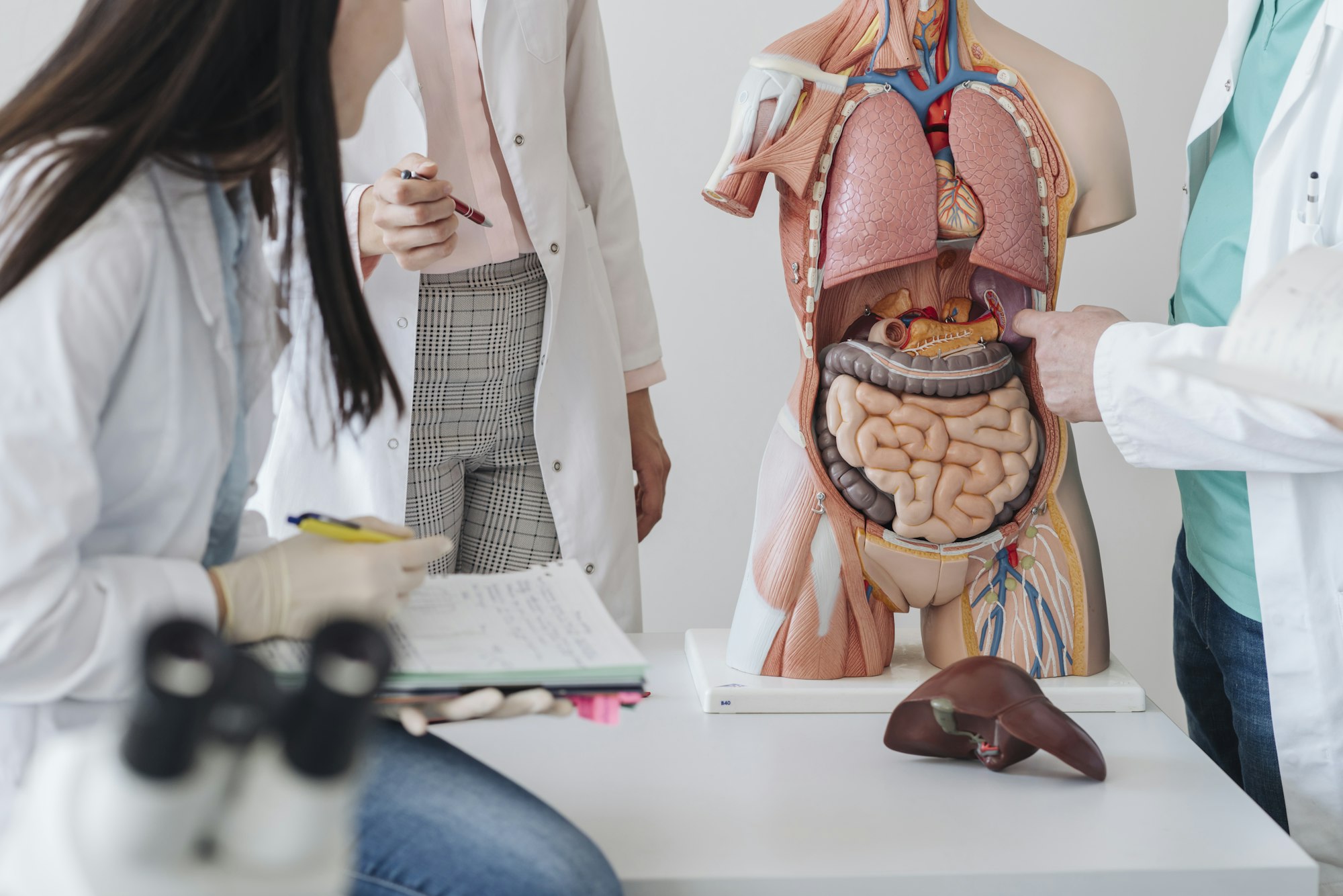 Crop view of students analyzing anatomy model in class